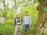 “樹醫(yī)生”這樣為古樹名木診療治病
