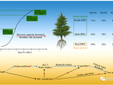 PCE | 貴州大學(xué)馬尾松團隊首次揭示馬尾松干旱死亡的水分閾值