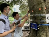 130萬(wàn)株行道樹有必要全面體檢，效率和成本是難題，在研“怪車”有望解決