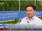 沙漠溫室種水稻！中國科學家在新疆和田試種成功